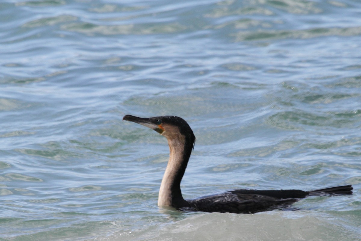 Great Cormorant (White-breasted) - Anya Auerbach