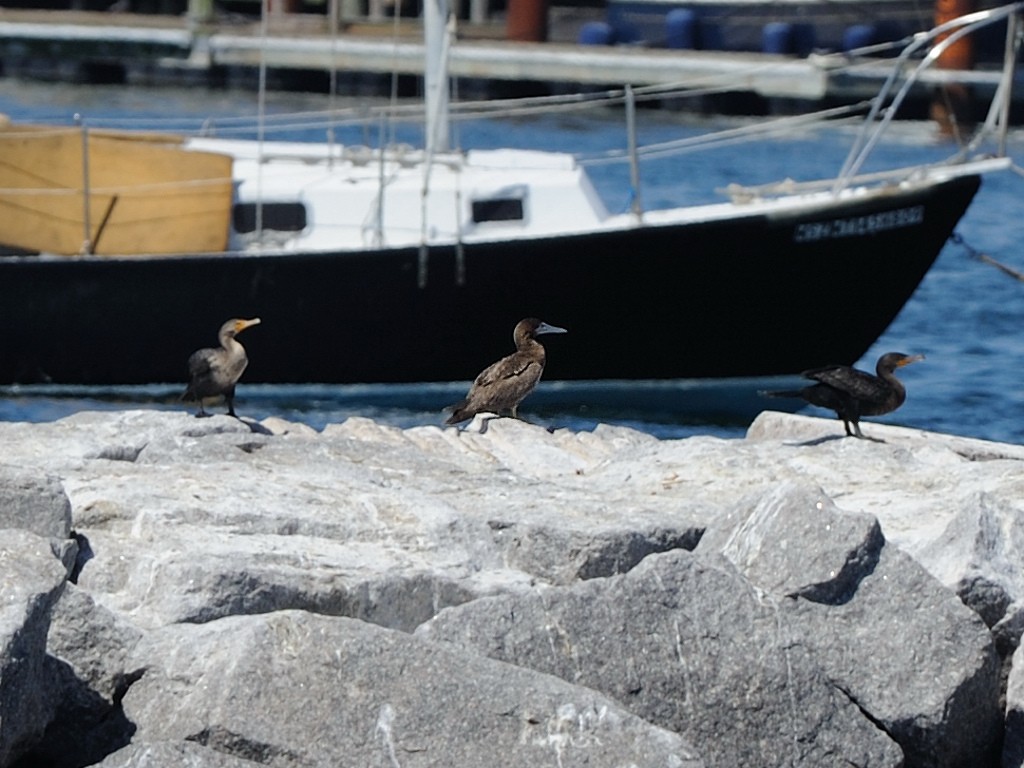 Brown Booby - ML23899361