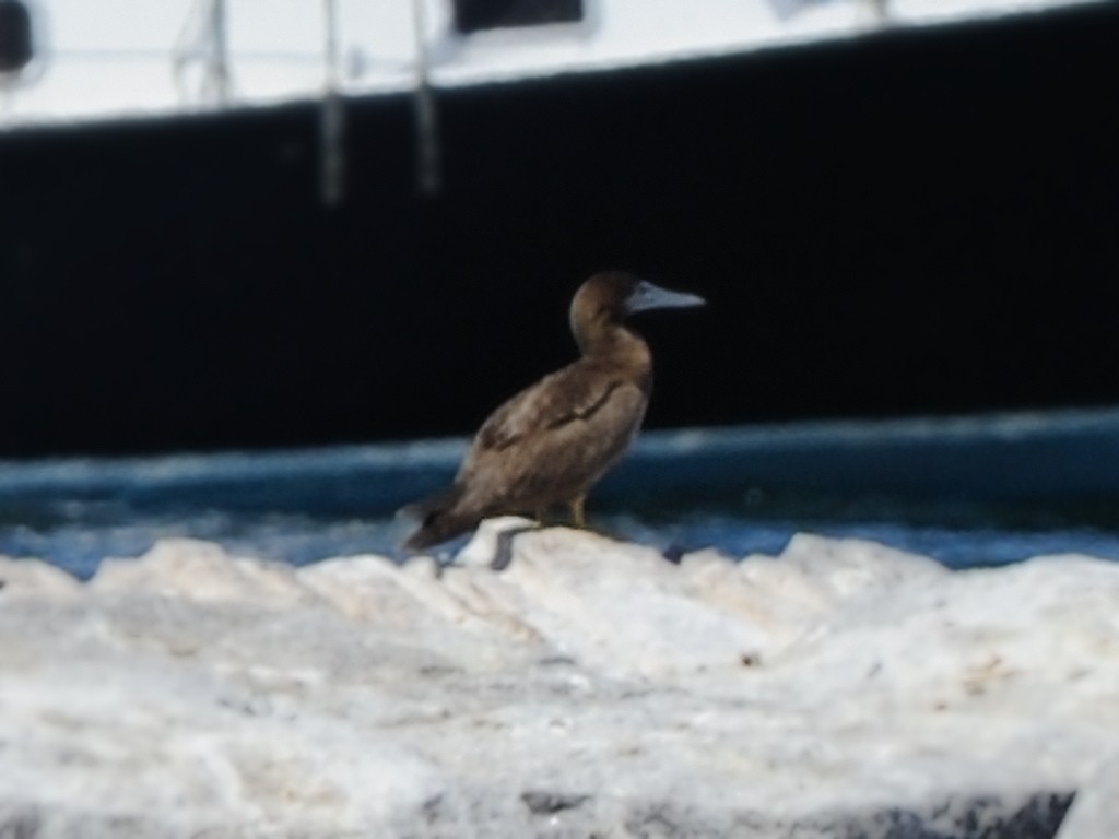 Brown Booby - ML23899371