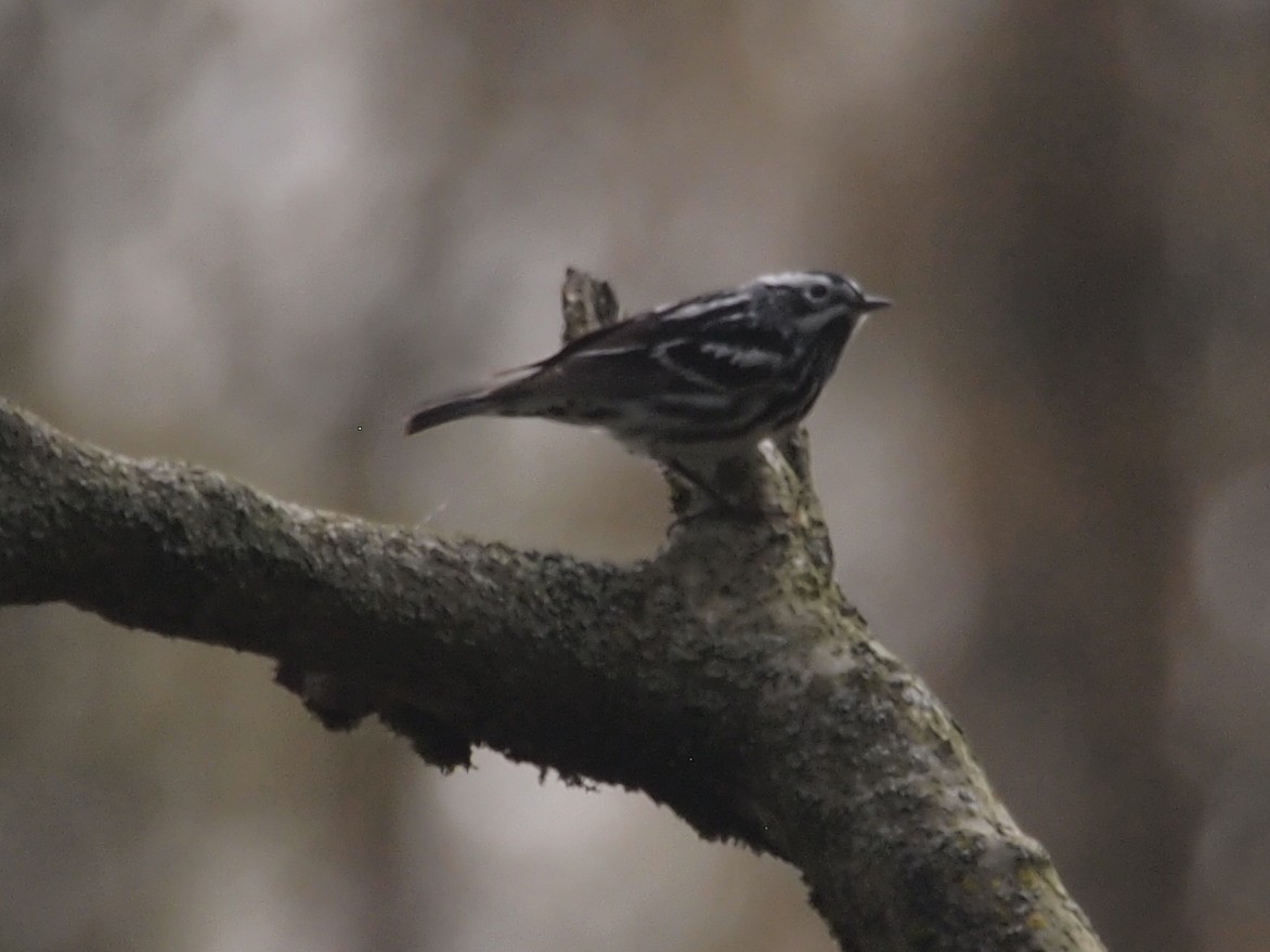 Black-and-white Warbler - ML238994471