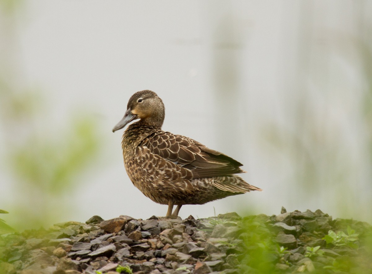 Blue-winged Teal - ML238998461