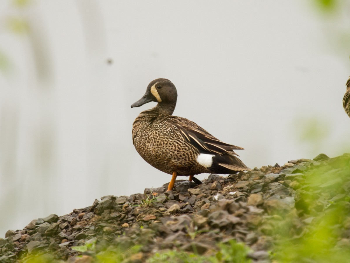 Blue-winged Teal - ML238998471
