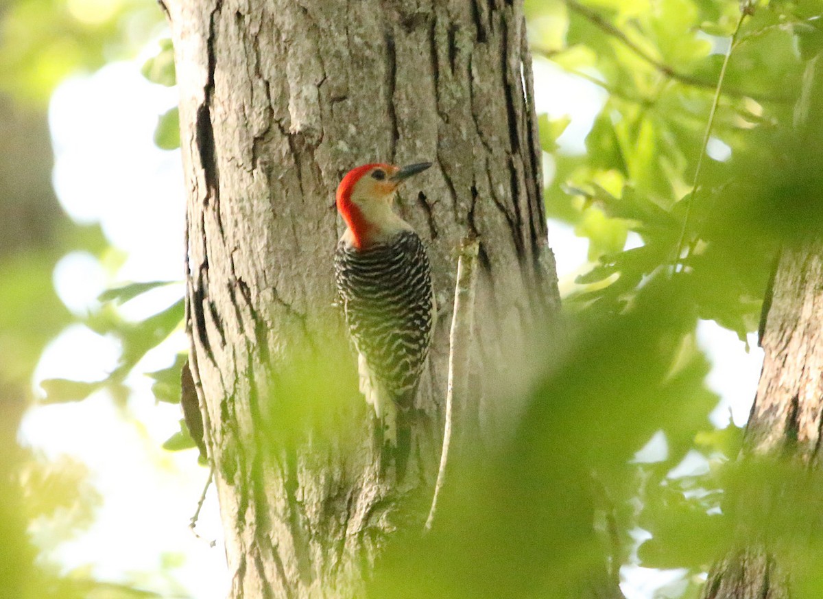 Red-bellied Woodpecker - ML238998841
