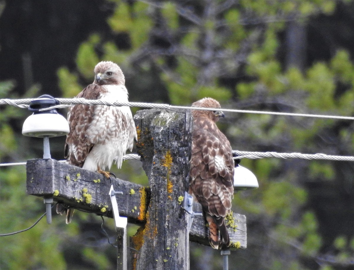 Red-tailed Hawk - ML239017391