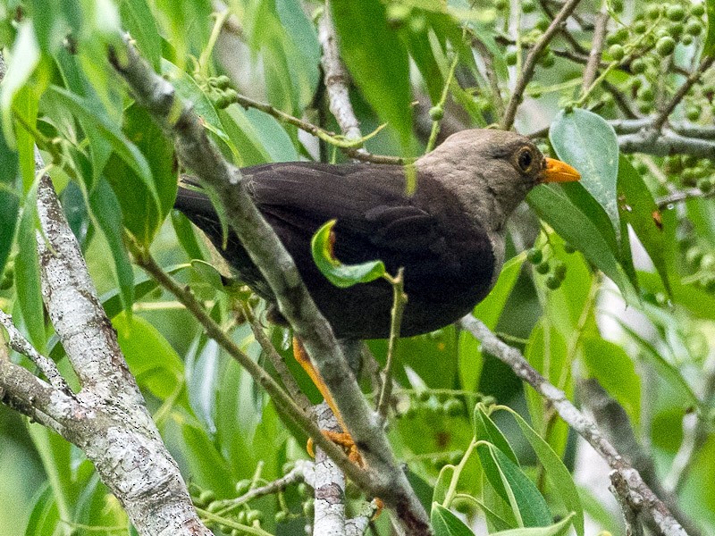 Island Thrush - Forest Jarvis