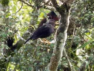 成鳥 (Luzon) - Forest Botial-Jarvis - ML239018021