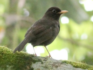 成鳥 (North Melanesian) - Ashley Banwell - ML239018091
