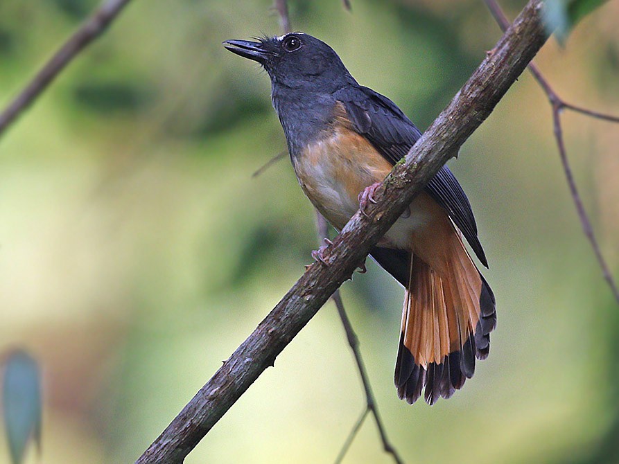 Rufous Tailed Shama , Rufous-tailed Shama – TJJVCB