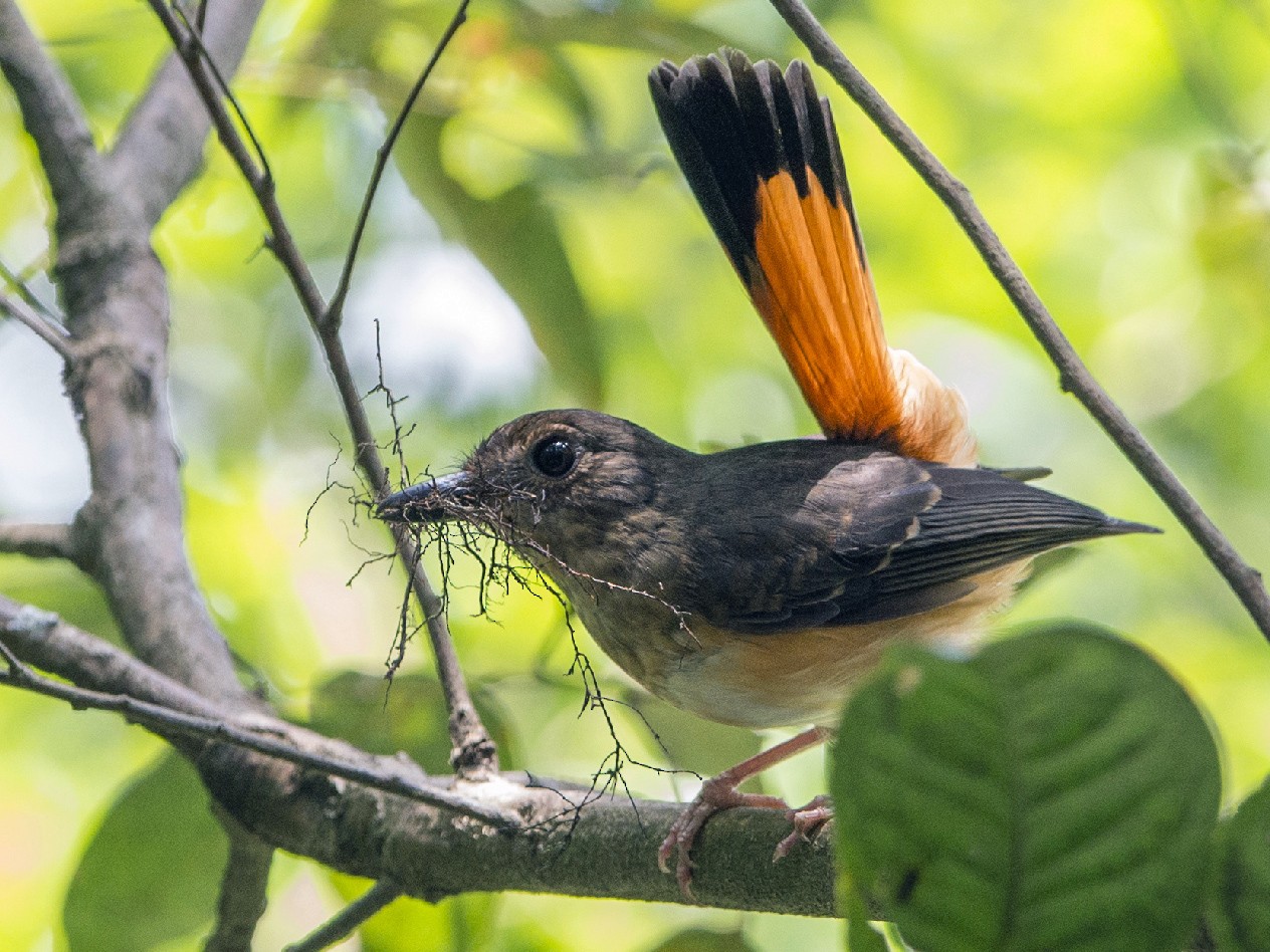 Rufous-tailed Shama - eBird