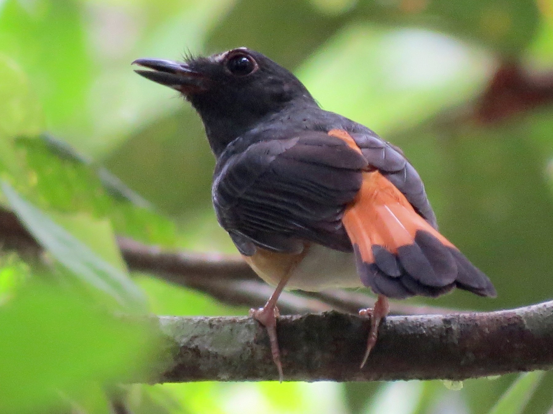 Rufous Tailed Shama , Rufous-tailed Shama – TJJVCB