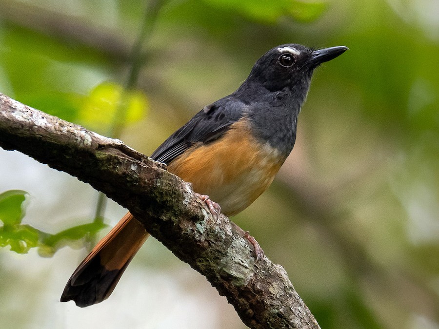 Rufous tailed Shama eBird
