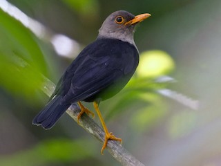 成鳥 (Taveuni) - Mat Gilfedder - ML239018871
