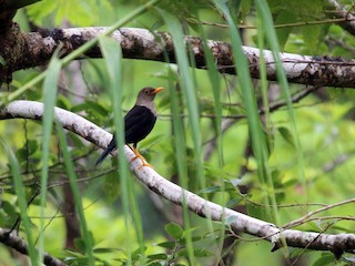 成鳥 (Taveuni) - Andrew Sutherland - ML239018881