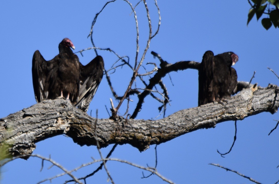 Turkey Vulture - Jill Punches