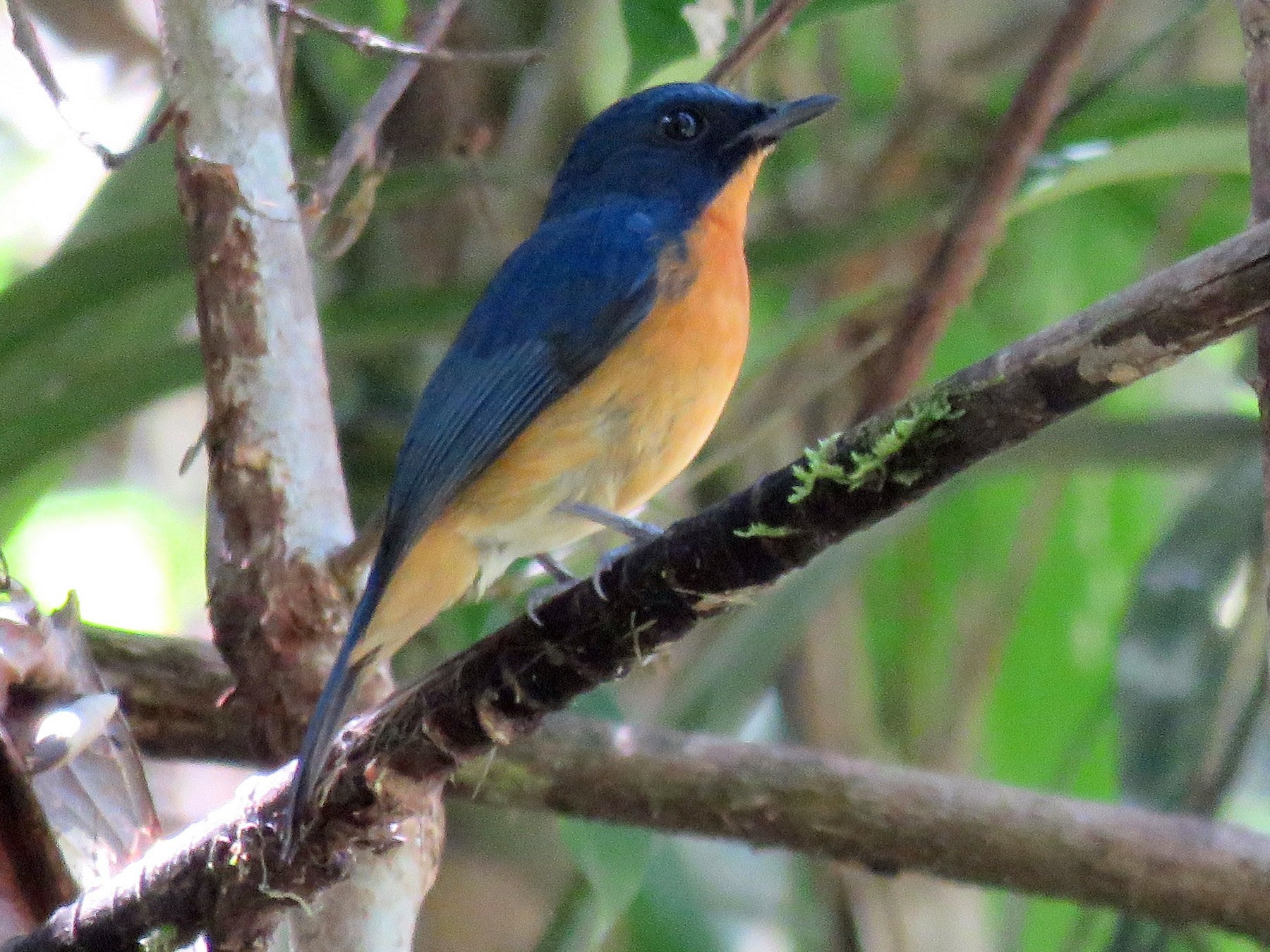 Bornean Blue Flycatcher - eBird