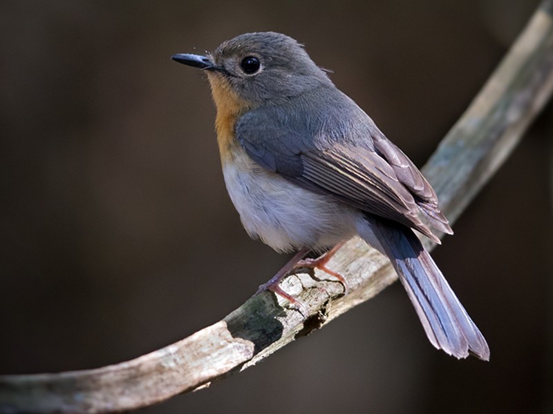 Indochinese Blue Flycatcher - Lars Petersson