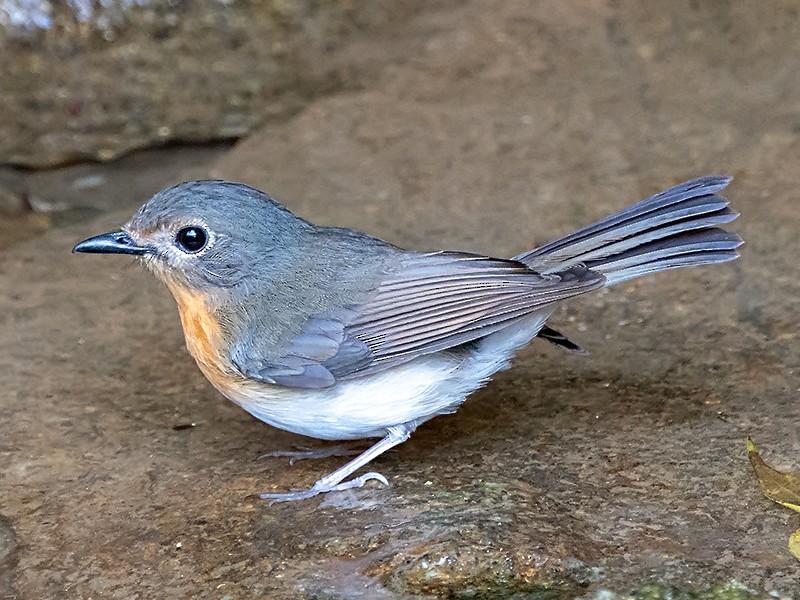 Indochinese Blue Flycatcher - David and Kathy  Cook