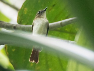  - Philippine Jungle Flycatcher