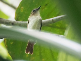Adult (Philippine) - Forest Botial-Jarvis - ML239020171