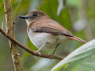  - Philippine Jungle Flycatcher