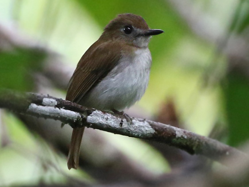 Chestnut-tailed Jungle Flycatcher - Charley Hesse TROPICAL BIRDING