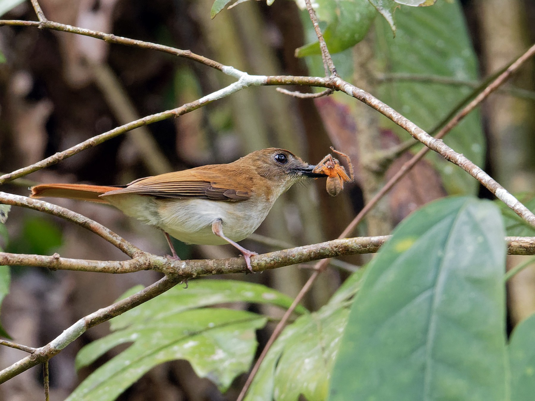Chestnut-tailed Jungle Flycatcher - Vincent Wang