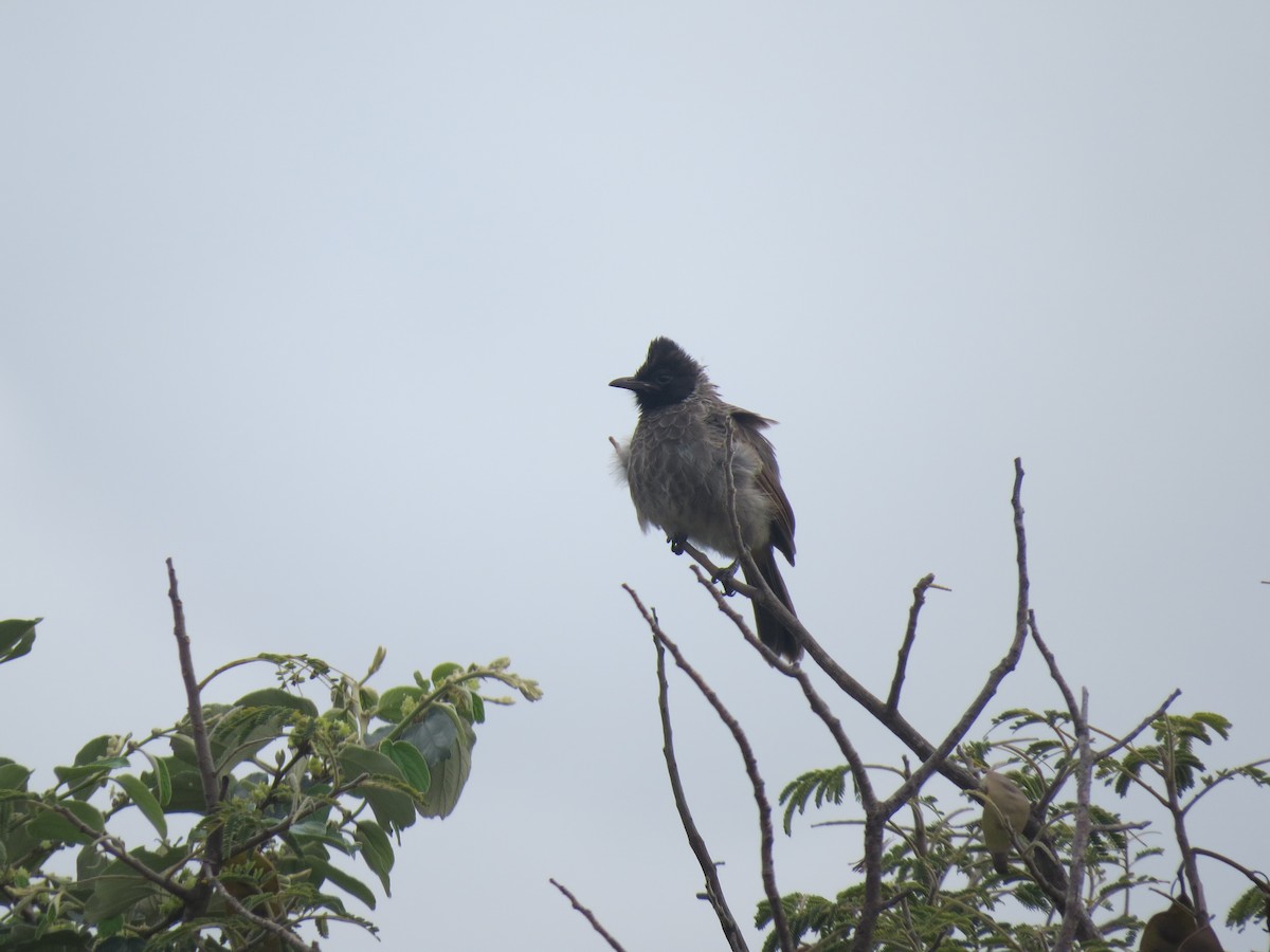 Red-vented Bulbul - ML239020251