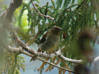  - Rufous-vented Niltava