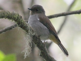  - Rufous-vented Niltava