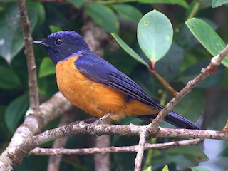  - Rufous-vented Niltava
