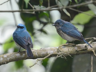 成鳥和幼鳥 (Javan) - Ari Noviyono - ML239020501
