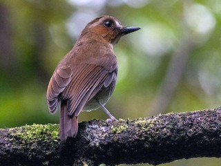 นกเต็มวัย - Forest Botial-Jarvis - ML239020591