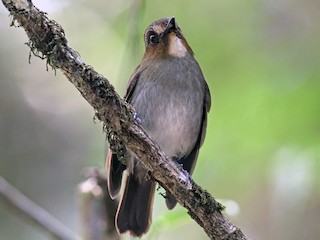 Ogay ona va uning qizi uxlayotgan oglini sikayotgani haqidagi porno video