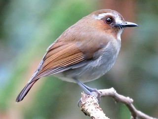 Eyebrowed Jungle Flycatcher - eBird