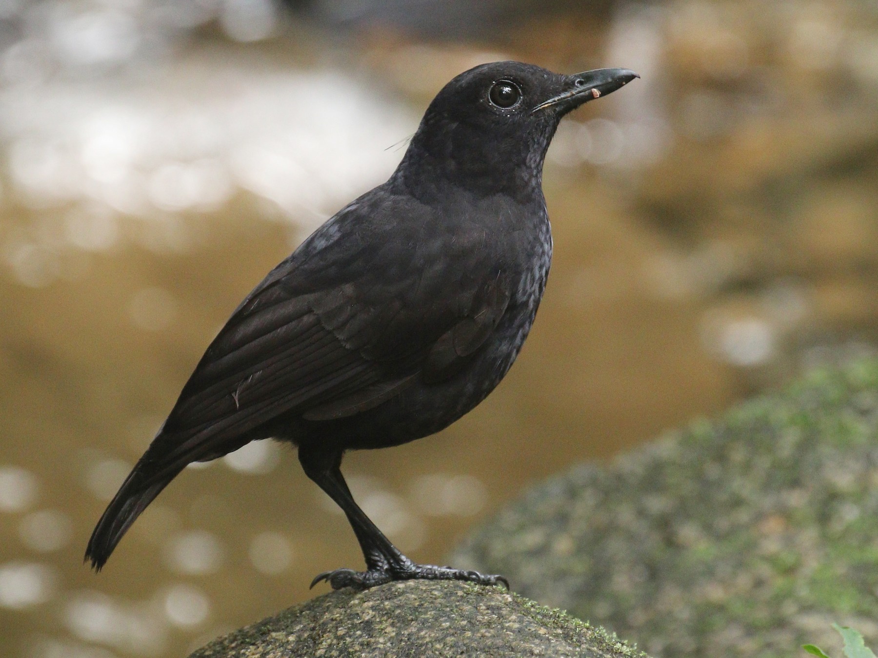 Bornean Whistling-Thrush - Alex Berryman