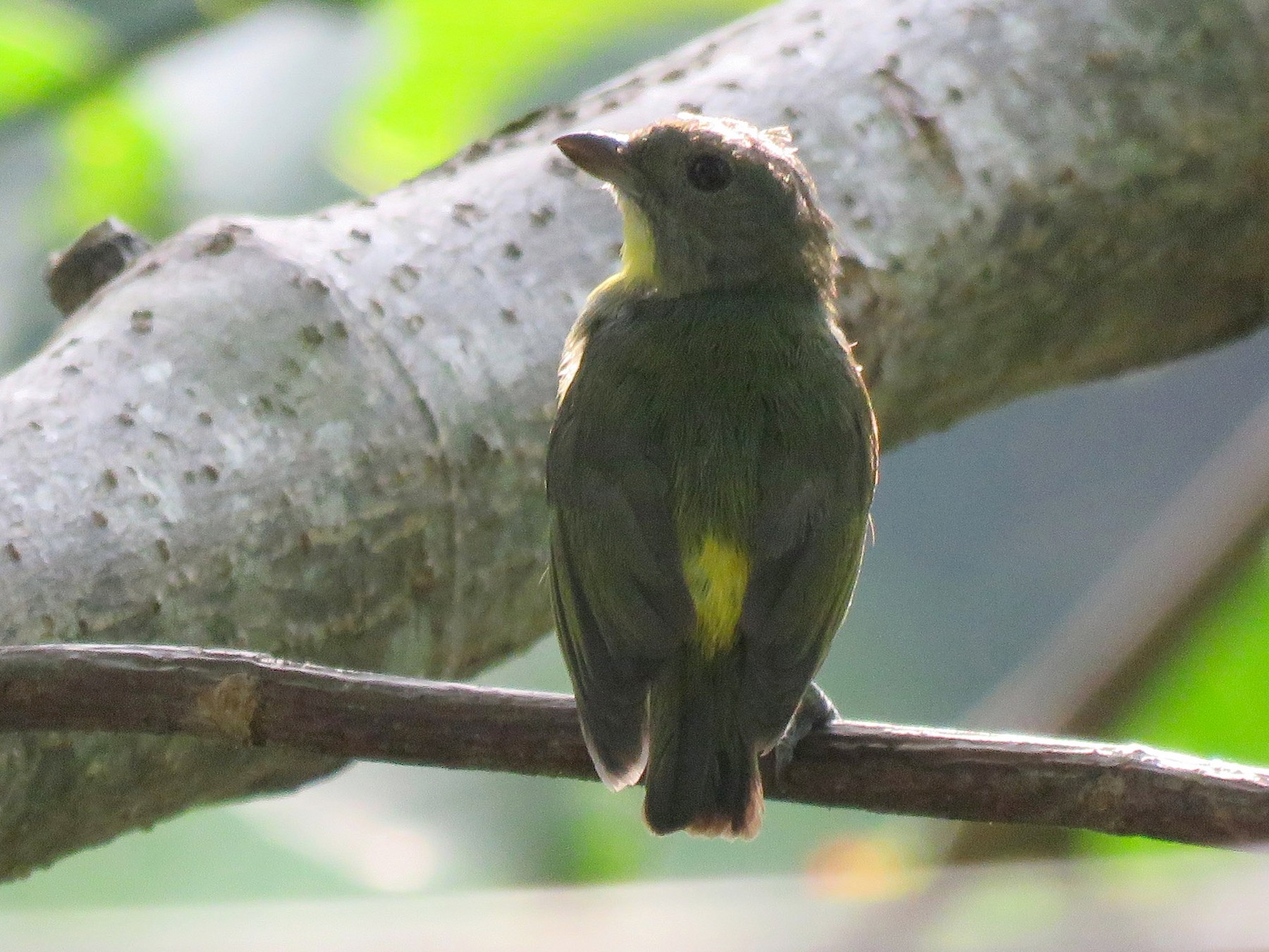 Yellow-rumped Flowerpecker - eBird