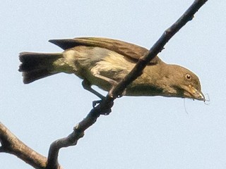  - Brown-backed Flowerpecker