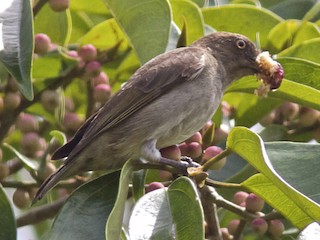  - Brown-backed Flowerpecker