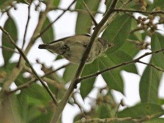  - Brown-backed Flowerpecker
