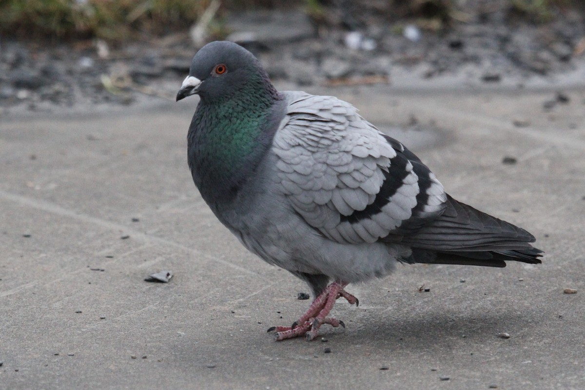 Rock Pigeon (Feral Pigeon) - Robin Corcoran