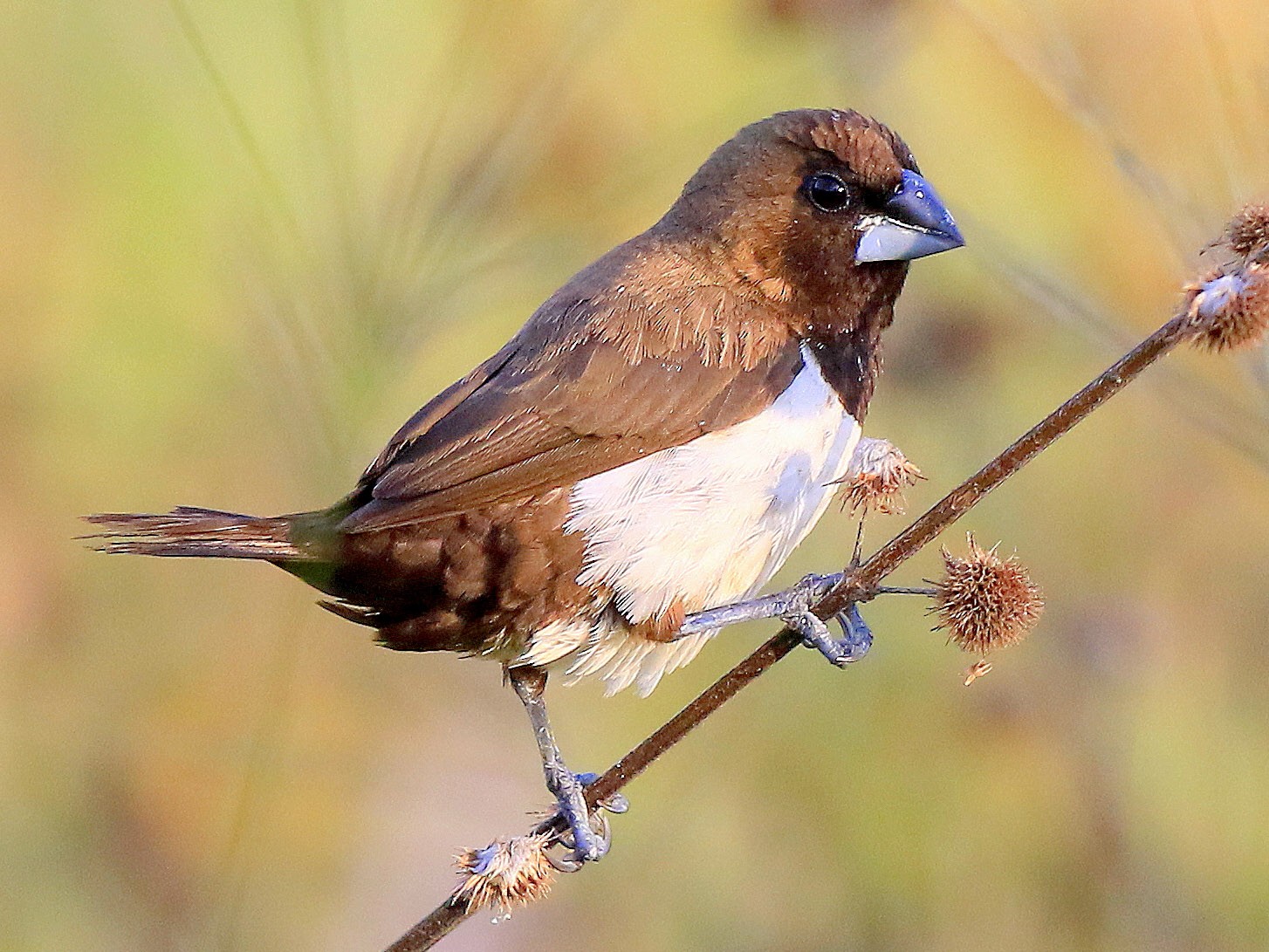 Javan Munia - Fanis Theofanopoulos (ASalafa Deri)