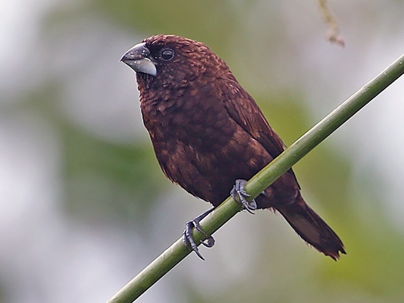 Dusky Munia - James Eaton