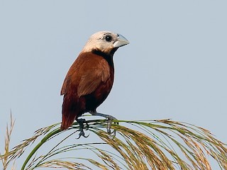 Birinchi mushuk ichida xoroz