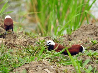Men qoshnilarimning jinsiy aloqada bolishini kuzatdim