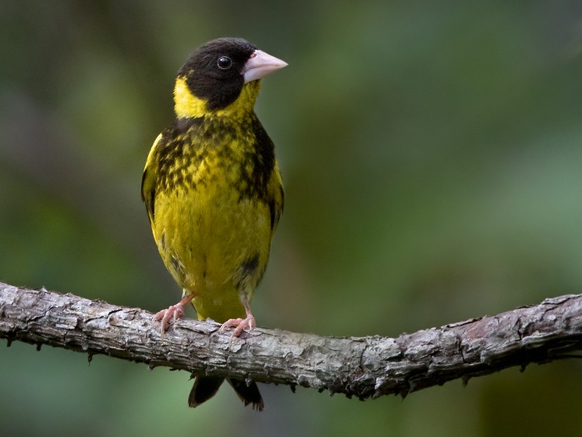 20 Beautiful Birds in Vietnam to Look Out For - Sonoma Birding