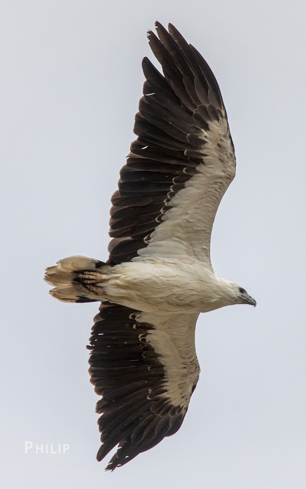White-bellied Sea-Eagle - Philip Dubbin