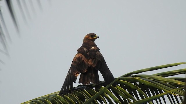 Indian Spotted Eagle - ML239026201