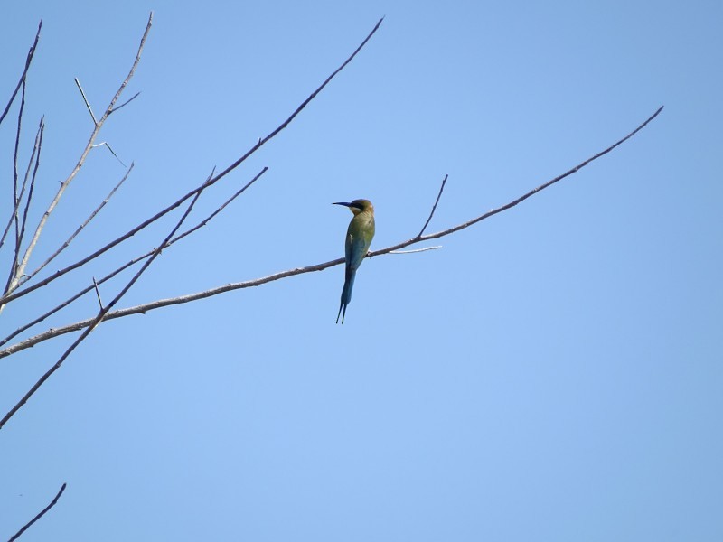 Blue-tailed Bee-eater - ML239032631