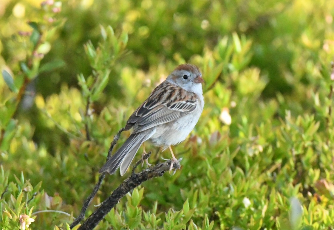 Field Sparrow - Sean Hatch