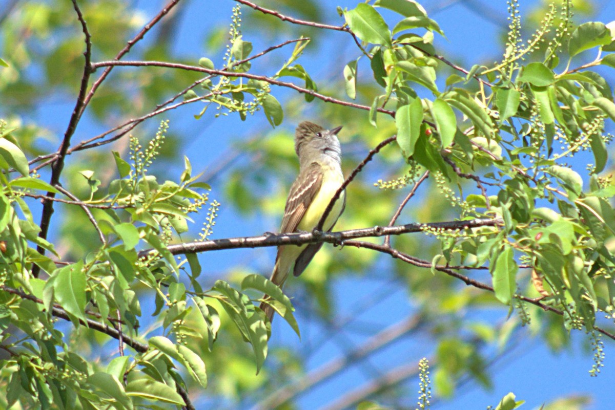 Great Crested Flycatcher - ML239045191
